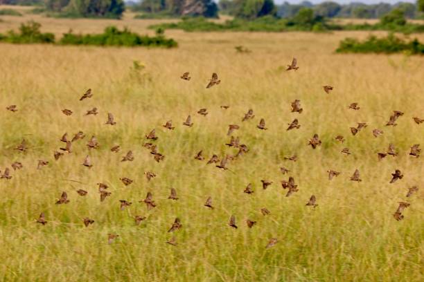 Red Billed Quelea Flock of Red Billed Quelea flock of birds red billed weaver bird weaverbird africa stock pictures, royalty-free photos & images