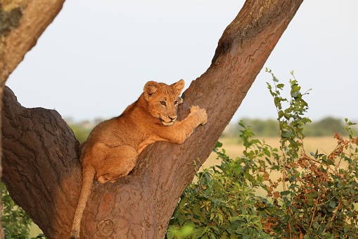 Lion Cub in a tree