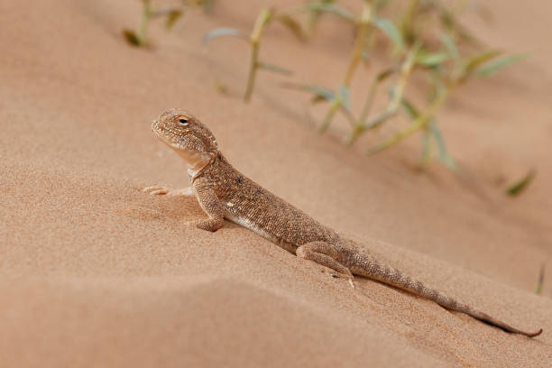 istock Toad-headed agama, Phrynocephalus mystaceus. Calm desert roundhead lizard on the sand in its natural environment. A living dragon of the desert Close up. incredible desert lizard 1886984531
