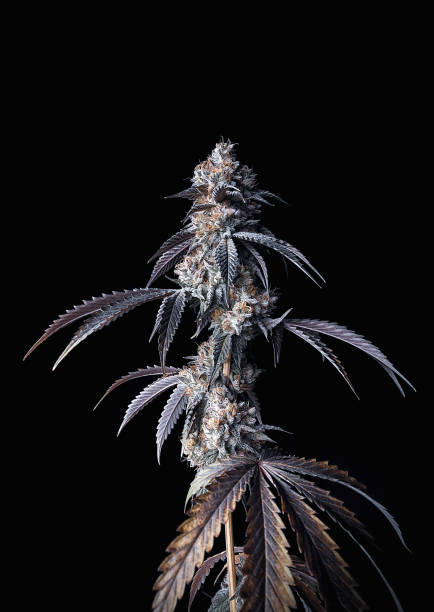 istock cannabis flower isolated on black background with clipping path. macro 1886986086