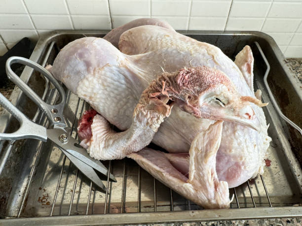 image en gros plan de ciseaux par dinde entière, plumée, crue sur une grille en métal dans un plat à rôtir en acier inoxydable, préparation de la volaille pour la cuisson, coupe du cou et de la tête, comptoir de cuisine, fond de mur carrelé, vue su - poultry shears photos et images de collection