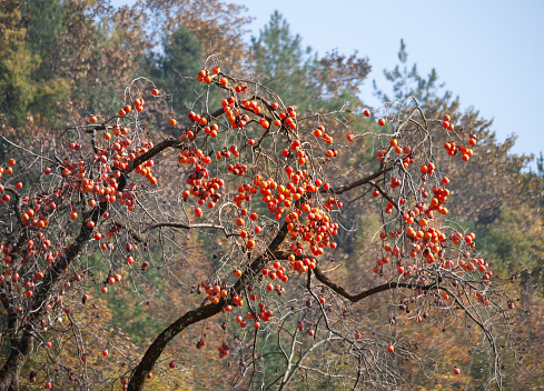 The persimmons are red.  Every autumn, the persimmons growing in the Qinba Mountains turn red.  Taken in Tombshang Village.