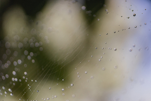 A picture of a moody spiderweb / cobweb with tiny dew droplets stuck on each thread. Picture taken in southern Sweden.