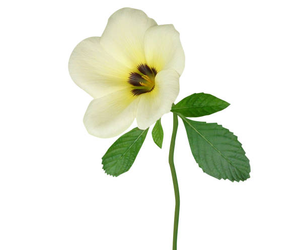 istock Turnera subulata, white buttercup or sulphur alder 1887041632
