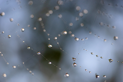 Spider web on dark blurred background. Closeup photo.