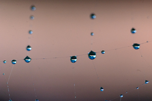 Spider webs covered in dew
