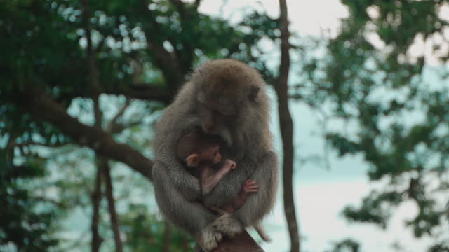monkey mother with baby sitting on branch of tropical tree and looking at camera