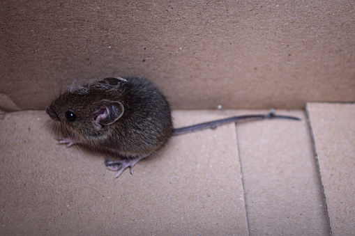 A baby mouse in a carton box
