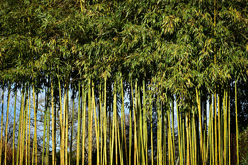 An abstract image or background of a bamboo forest
