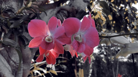 Beautiful red color orchid flowers