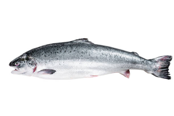 istock Fresh raw salmon red whole fish  Isolated on white background, top view. 1887102196