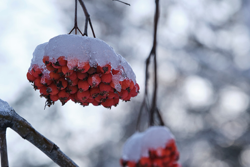 Bunches red frozen ice-covered mountain ash in winter