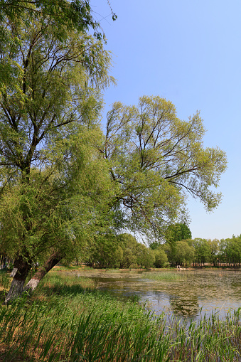 Weeping willows and weeds, riverside natural scenery