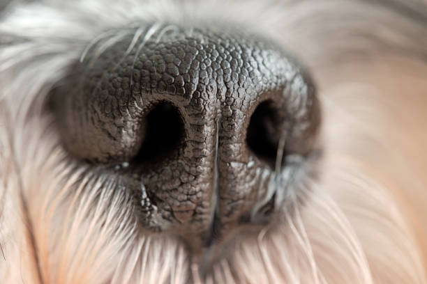 istock Muzzle of little purebred dog with long coat 1887139670
