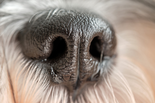 Closeup of loyal domestic Miniature Schnauzer dog with wet nose and long fur
