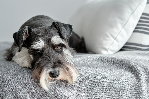 Lazy attentive Miniature Schnauzer dog with brown eyes lying near cushions at home