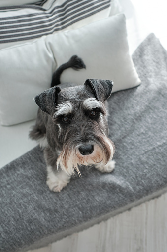 From above of adorable Miniature Schnauzer sitting on plaid and waiting for treat