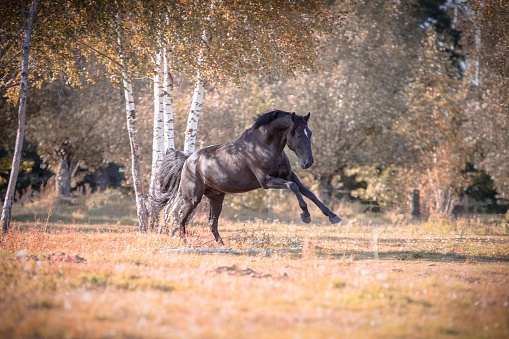 black galloping horse wallpaper in autumn scenery