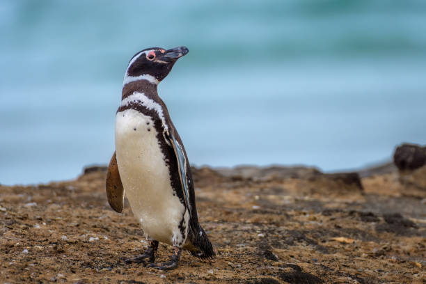 pingwin magellanic (spheniscus magellanicus - saunders island zdjęcia i obrazy z banku zdjęć