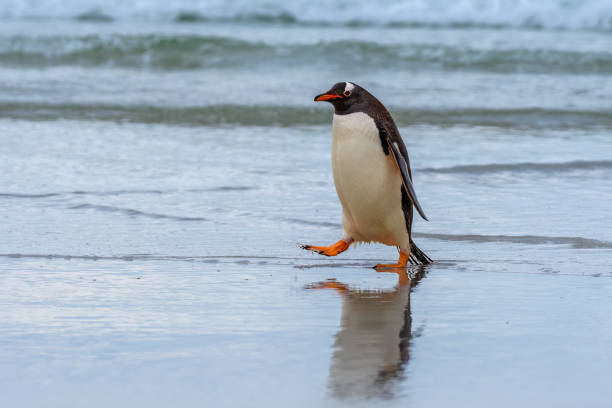 ジェンツーペンギンが海から出てくる - saunders island ストックフォトと画像