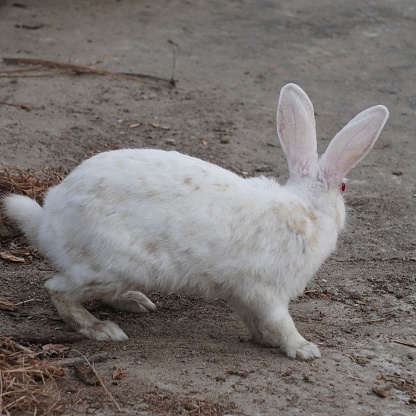 Very cute and adorable pet rabbit in the farm.