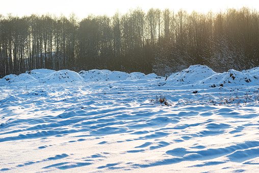 Pine and willow forest covered with snow on a frosty day in central Poland, visible sunset.