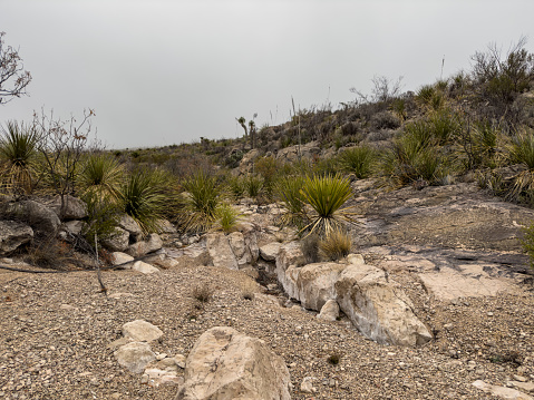 Sotol Bushes Grow On Rocky Ledges In Wash Along Straw House Trail in Big Bend