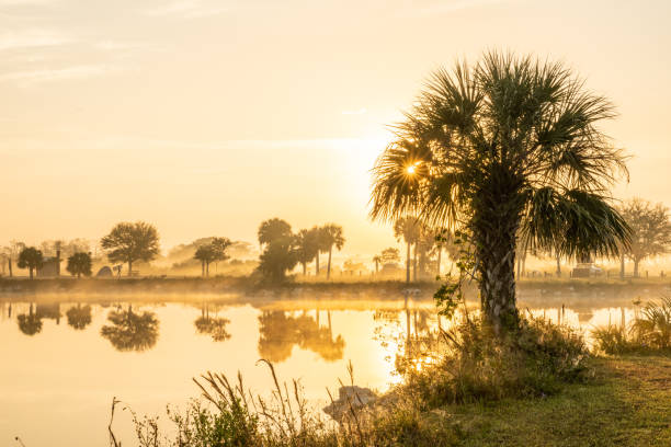 Sun Burst Through Palm Tree On Foggy Morning