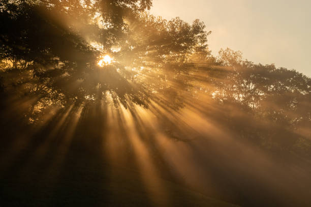 istock Sun Shines Through A Tree On The Hillside In Fog 1887196436