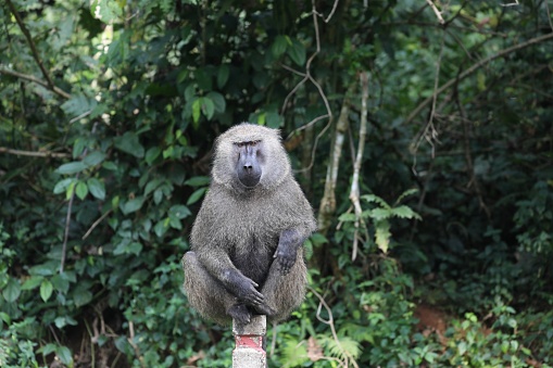 A female Chacma Baboon, Papio ursinus, walking towards the camera - Chobe National Park, Botswana, Africa.