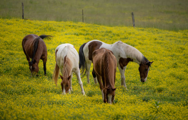 istock Yellow Flower Covered Field With Four Horses Grazing 1887202644