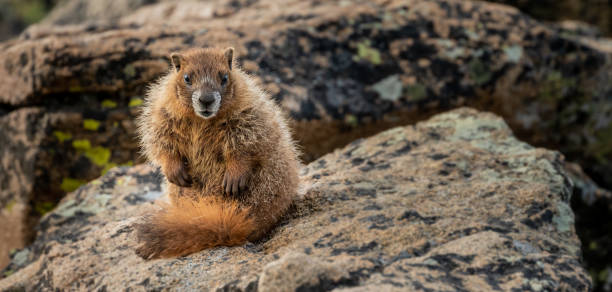 istock Young Marmot Stares at Camera With Copy Space to Right 1887203151