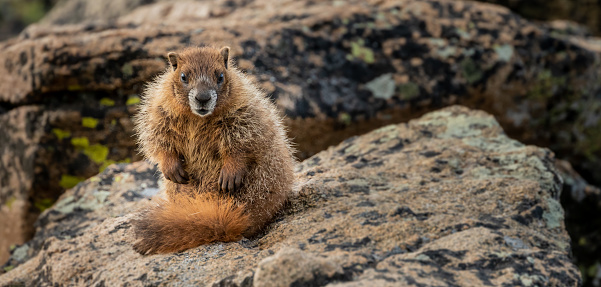 Young Marmot Stares at Camera With Copy Space to Right in Rocky Mountain National Park