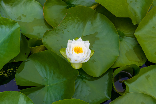Single water lily amongst lily pads in a pond.