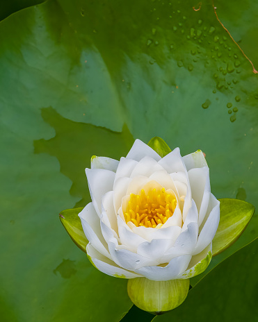 Close up of a single water lily in a pond.