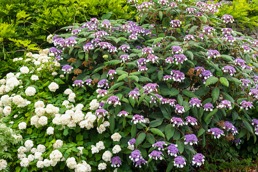 Bushes of purple and white hydrangeas in bloom