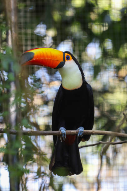 istock The toco toucan bird on the wood tree 1887217655
