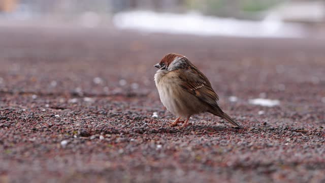 Little sparrow sitting on the ground close-up, eye-level, profile shot