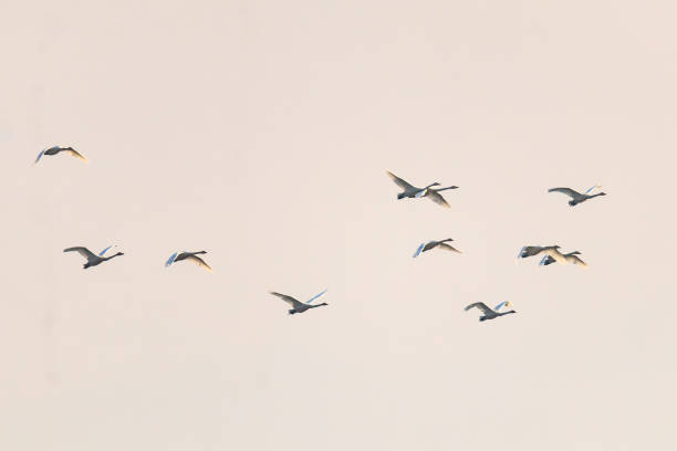 istock Korean winter bird swan 1887266379