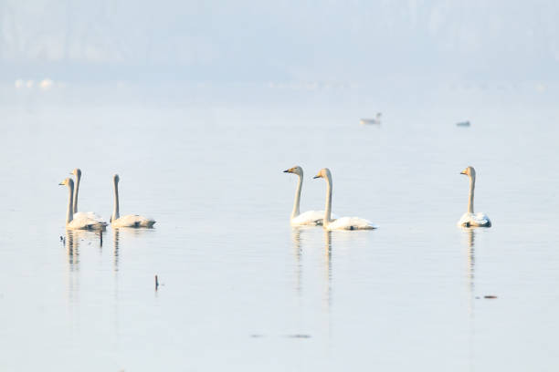 istock Korean winter bird swan 1887266960