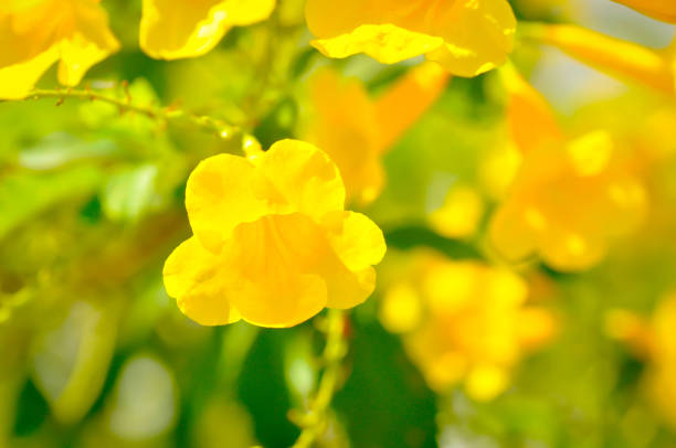 istock Trumpet vine, Yellow, Yellow bell or Yellow elder 1887266975