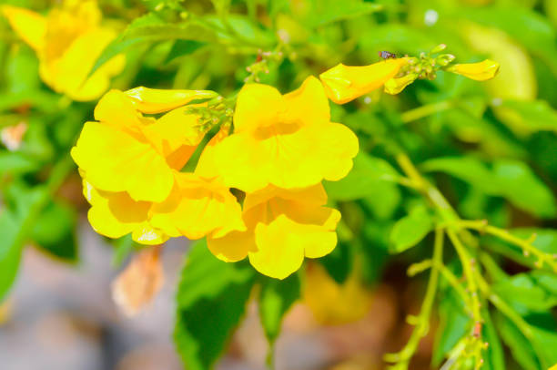 istock Trumpet vine, Yellow, Yellow bell or Yellow elder 1887266979