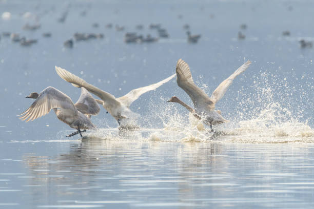 istock Korean winter bird swan 1887267604