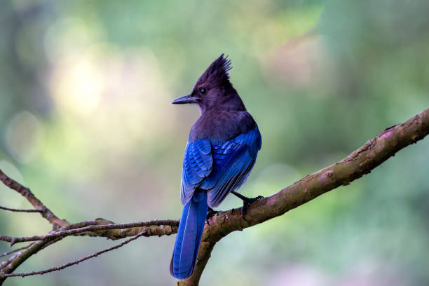 istock Steller's Jay (Cyanocitta stelleri) Outdoors in California 1887270178