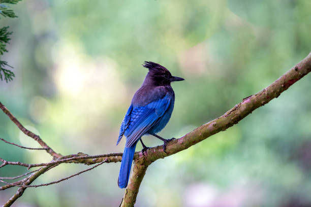 istock Steller's Jay (Cyanocitta stelleri) Outdoors in California 1887270191