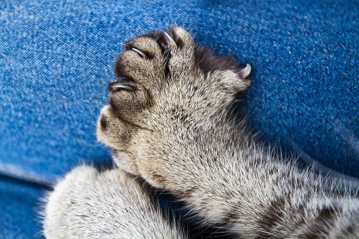 Comfort and tranquility: A close-up of a gray cat's paw against a textured denim background, showcasing the delicate pink pads and retracted claws. Perfect for pet care advertising or articles on animal behavior.