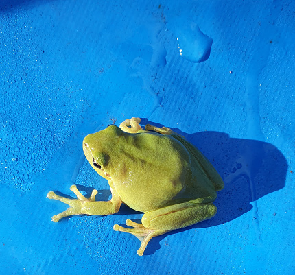 Green frog on blue tarpaulin