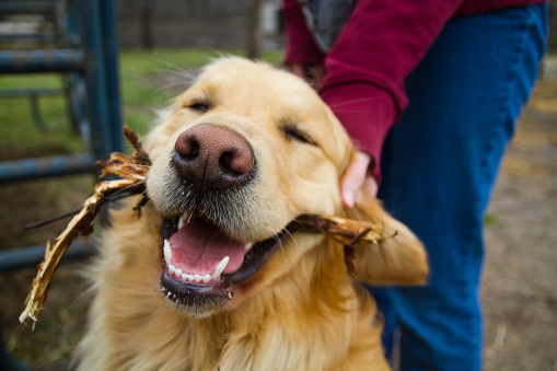 Blissful Golden Retriever finds pure joy in playtime as owner offers affectionate petting in a scenic outdoor setting. Overly happy with a stick in their mouth as someone pets behind the ears.