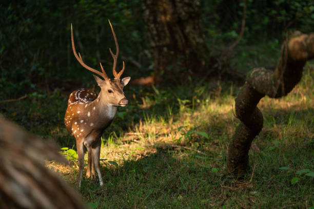 istock Sri Lankan Axis axis ceylonensis in Wilpattu National Park 1887293698