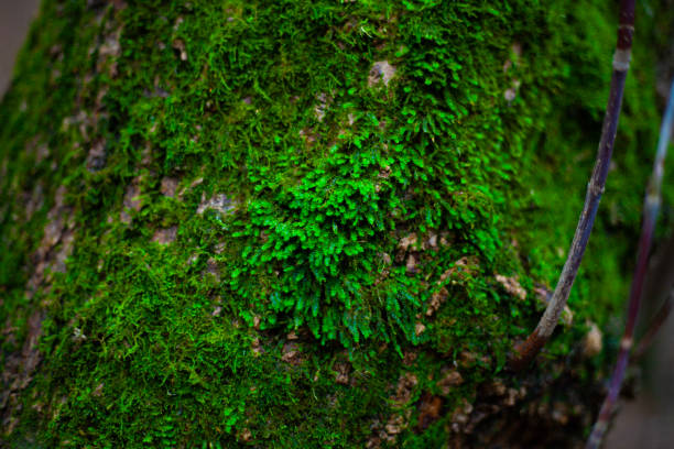 istock Lush green moss growing on a gnarled tree trunk in a forest 1887303114